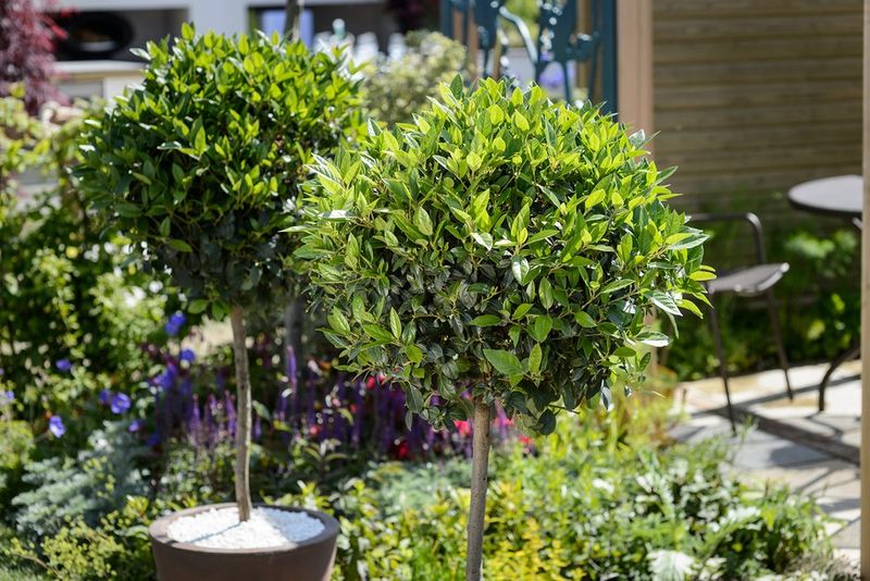 Bay Tree