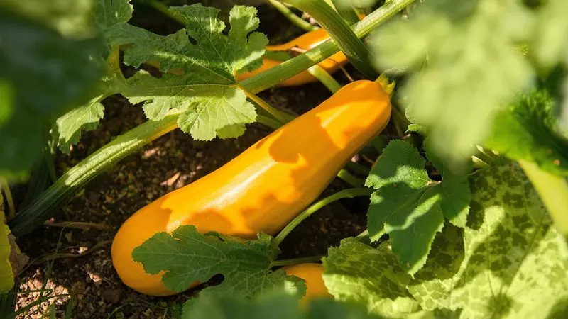 Squash