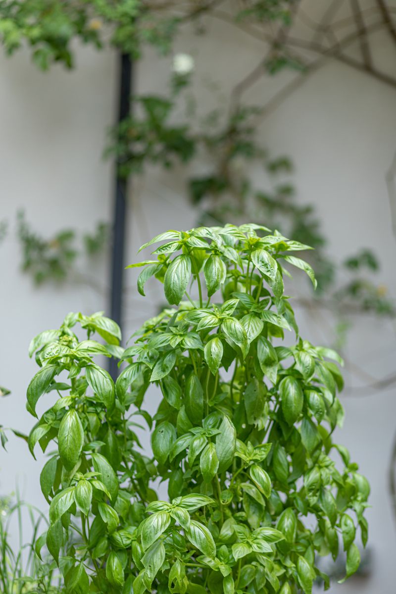 Basil