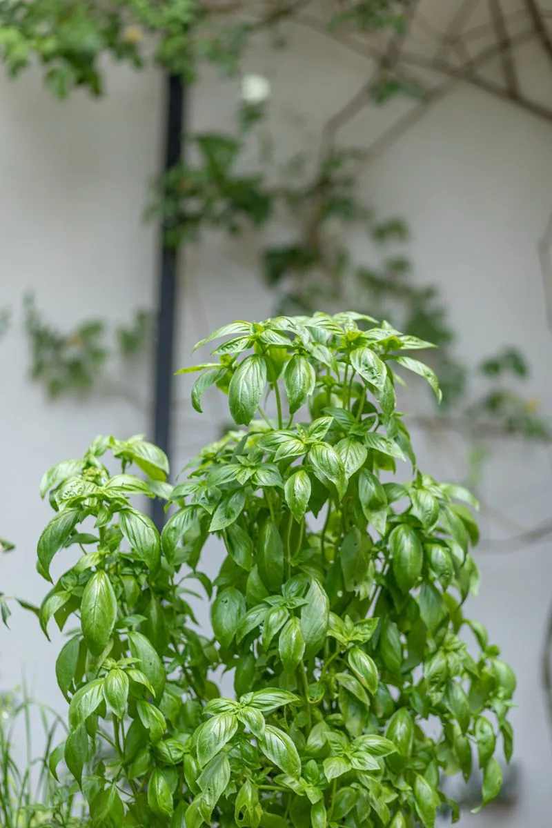 Basil