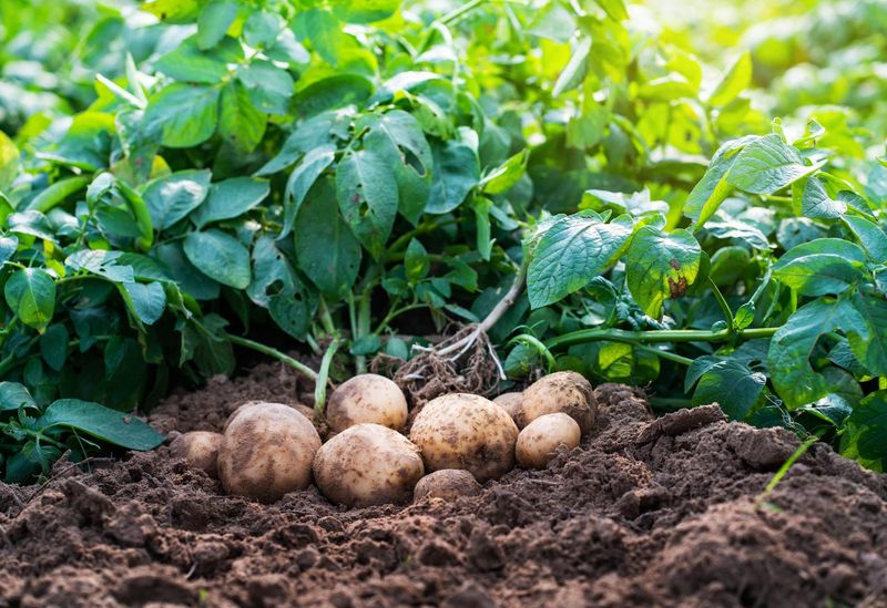 Beans & Potatoes