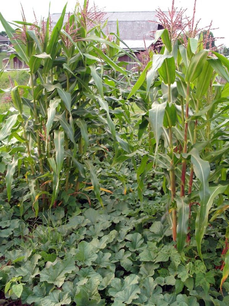 Beans and Corn