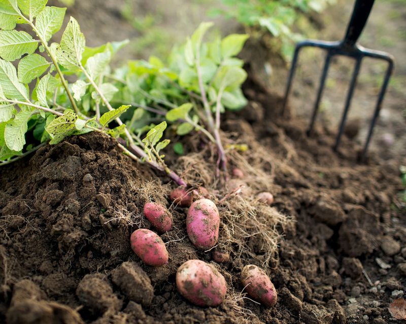 Potatoes