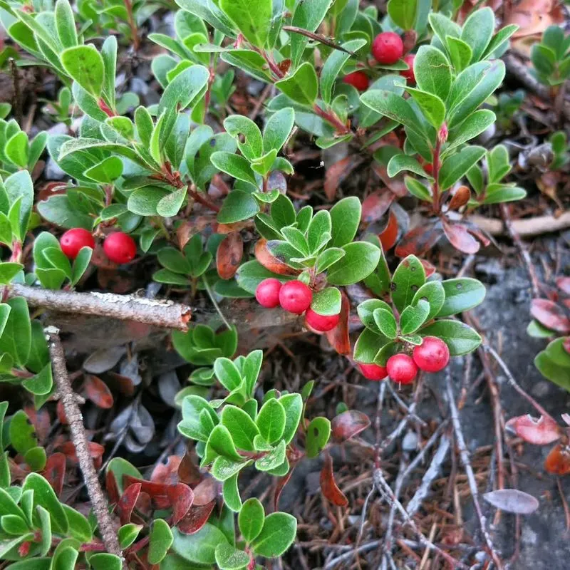 Bearberry