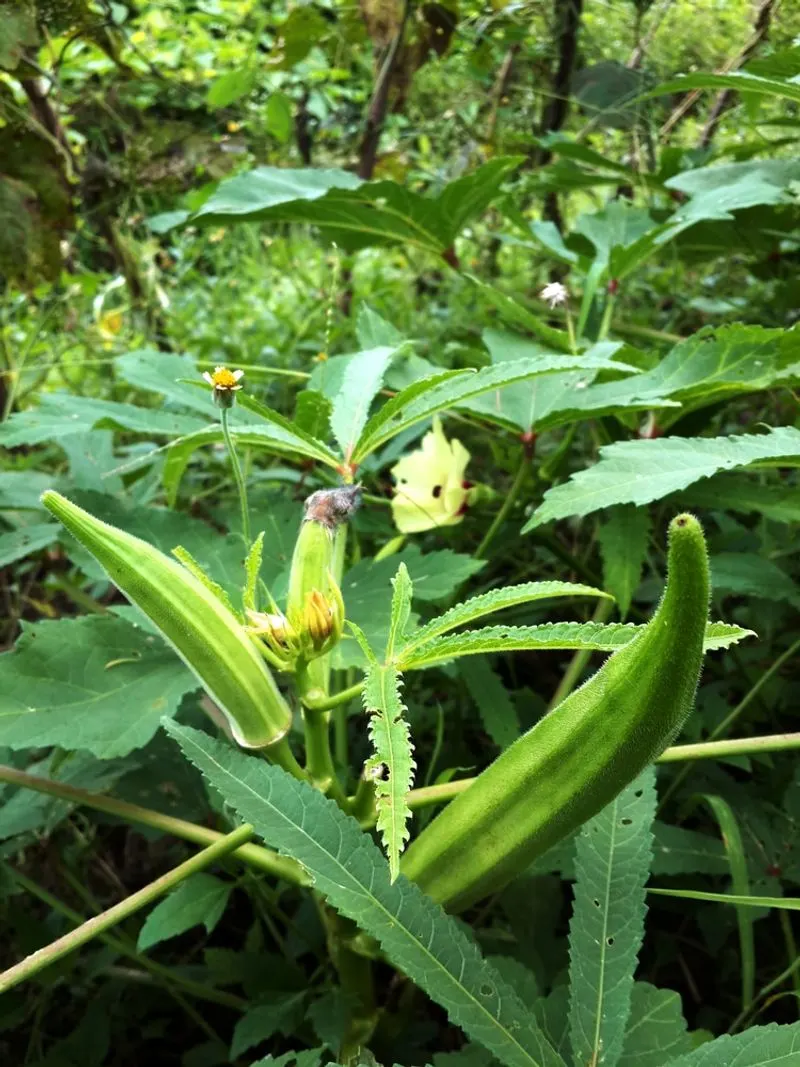 Okra