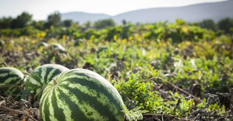 Beat the Burn: 10 Vegetables That Laugh at the Heat