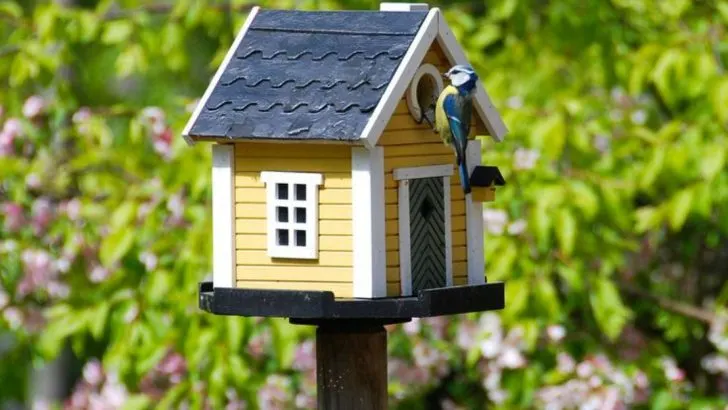 Beat the June Bugs: 10 Proactive, Non-Toxic Pest Prevention Strategies