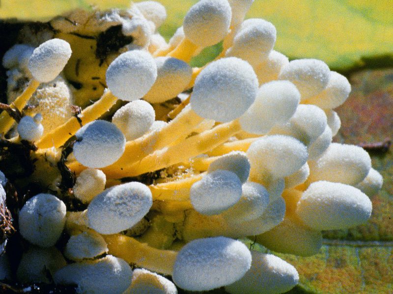 Beauveria Bassiana