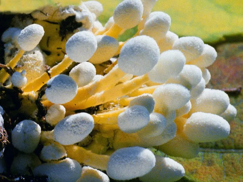Beauveria Bassiana