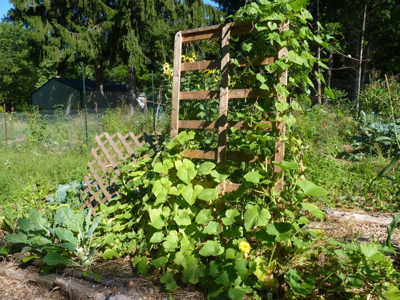 Bed Frame Trellis