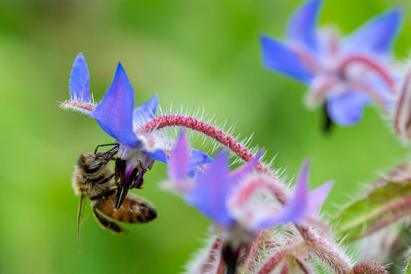 Borage
