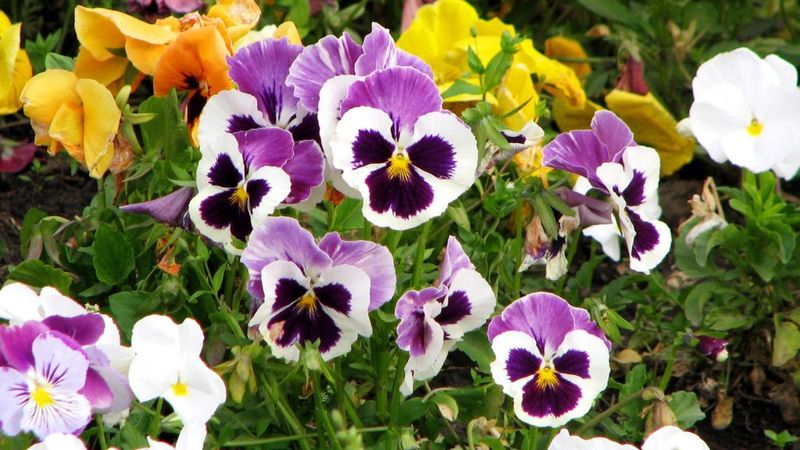 Pansy