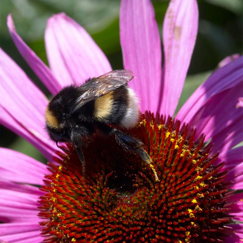 Coneflower