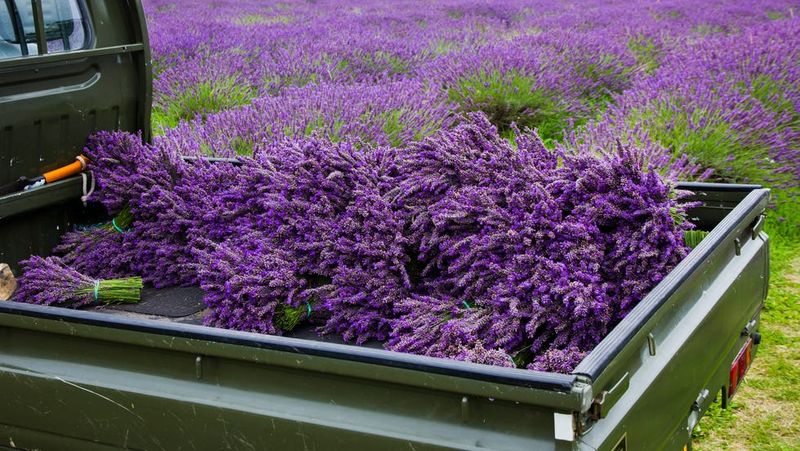 Lavender