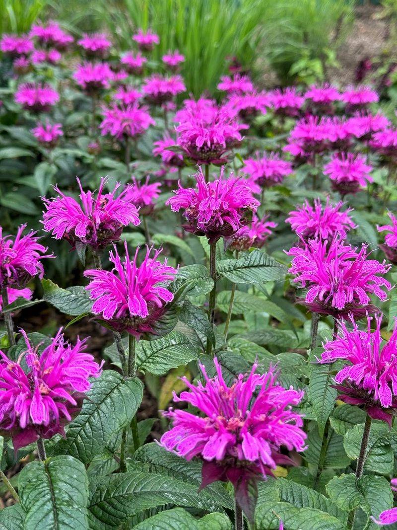 Bee Balm