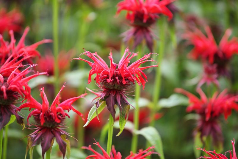 Bee Balm