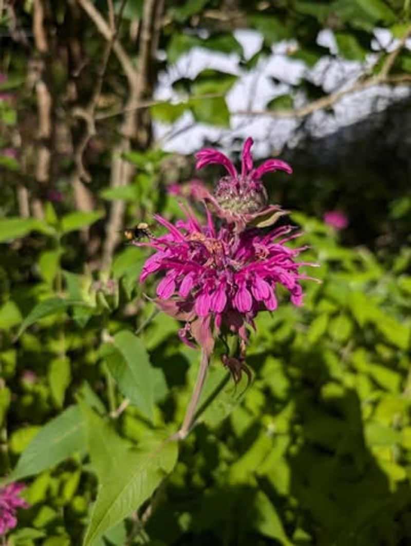 Bee Balm