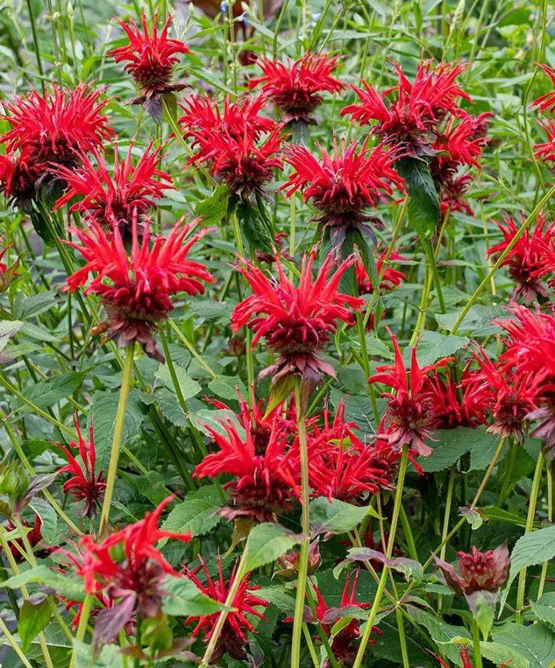 Bee Balm