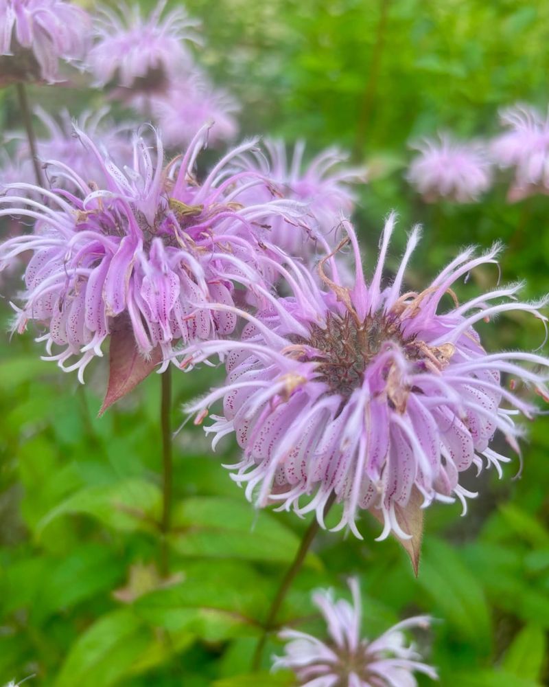 Bee Balm
