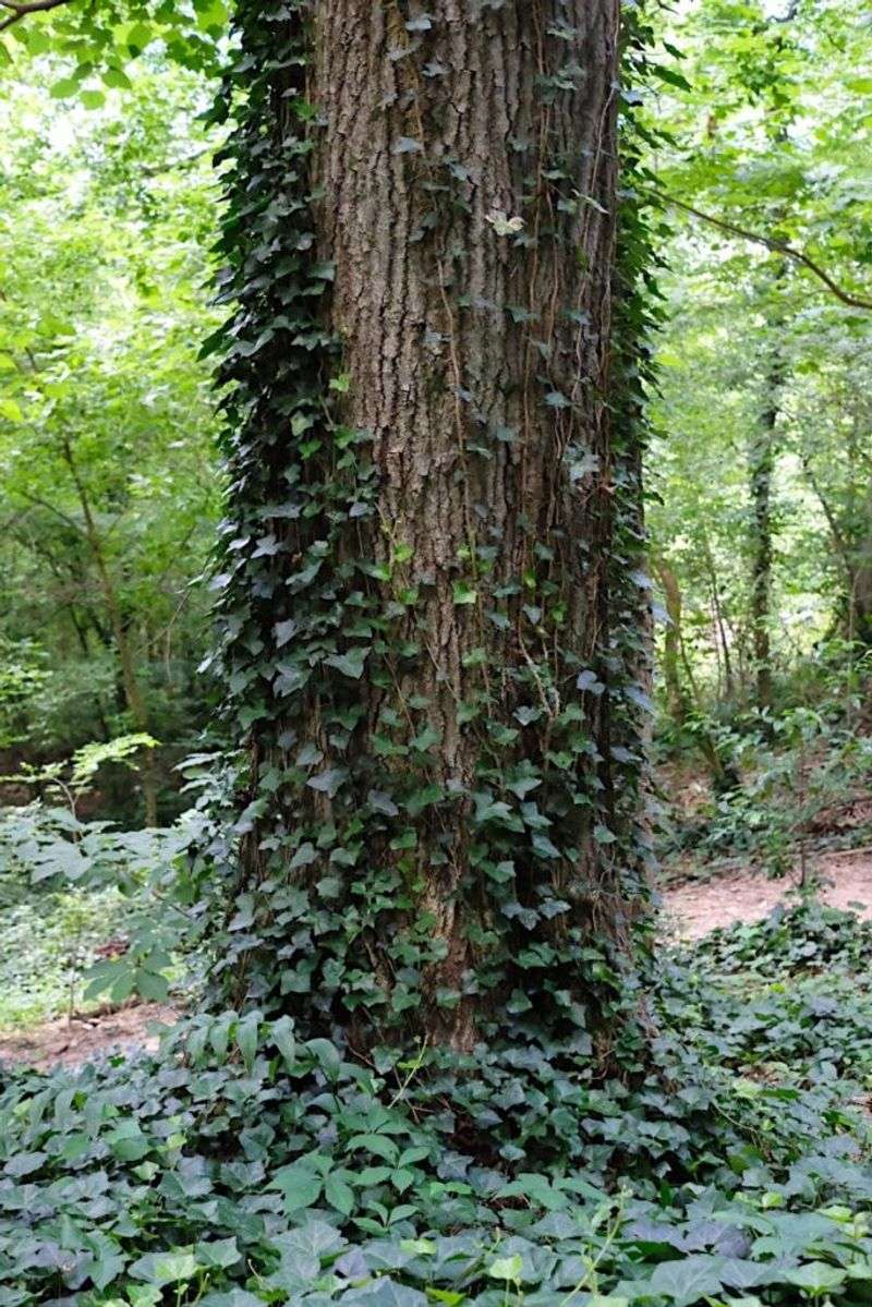 English Ivy
