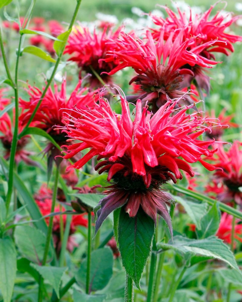 Bee Balm (Monarda)