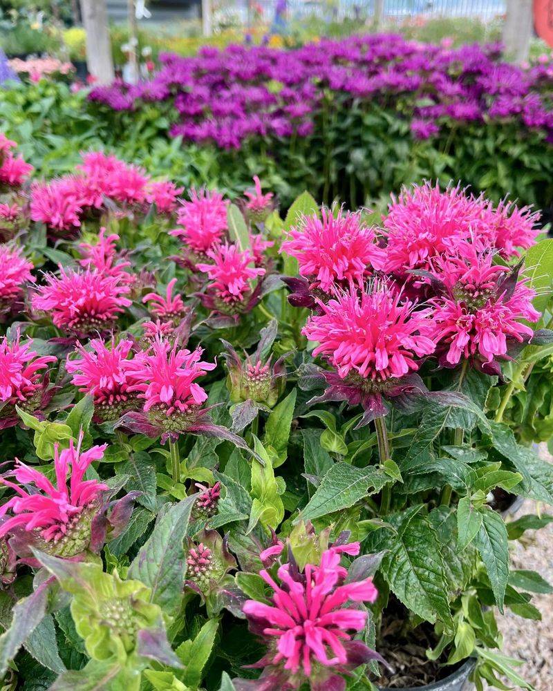 Bee Balm (Monarda)