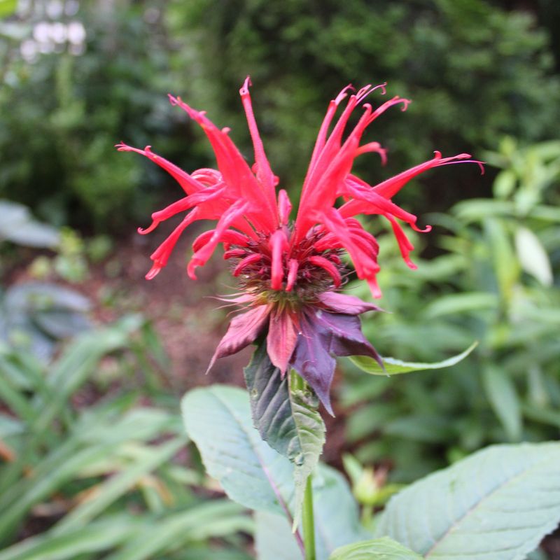 Bee Balm