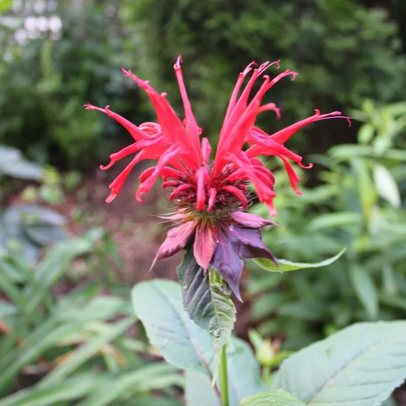 Bee Balm