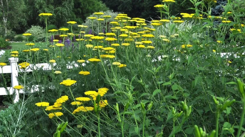 Yarrow
