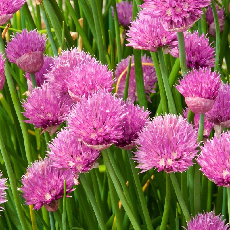 Bee-Friendly Herb Garden