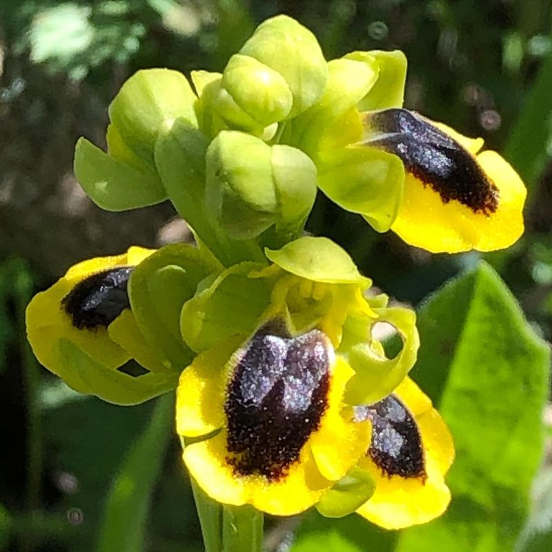 Bee Orchid