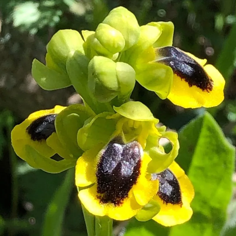Bee Orchid