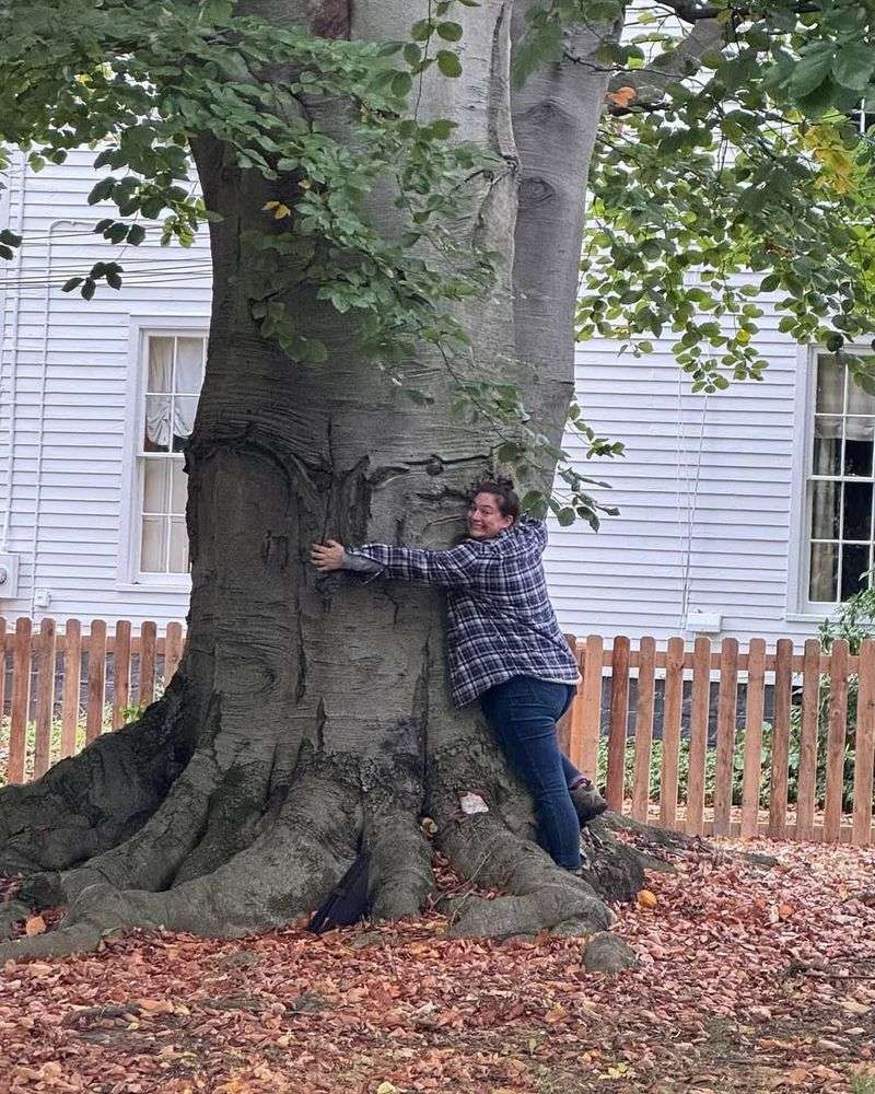 Beech Tree