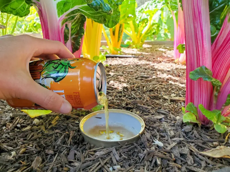 Beer Trap for Slugs