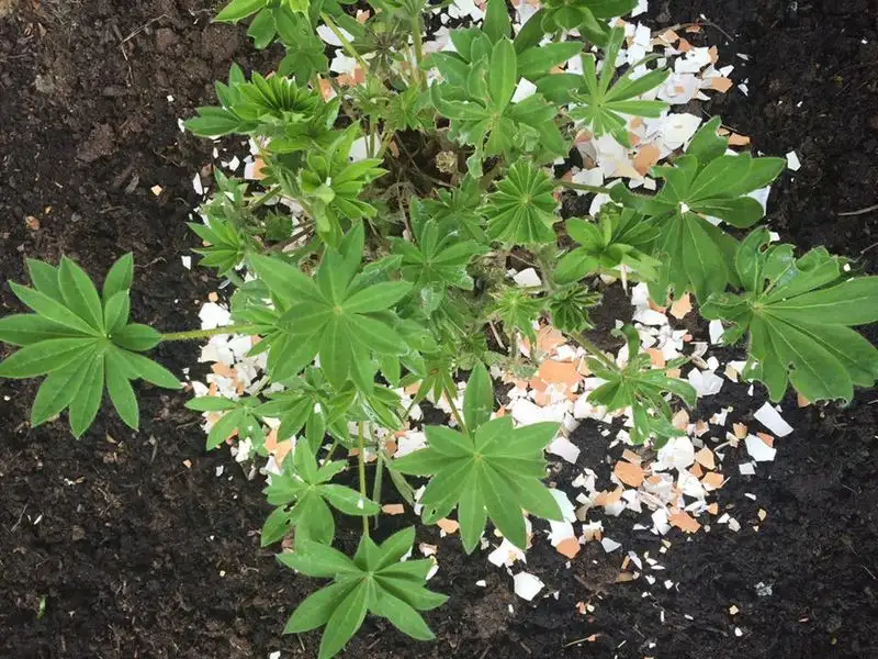 Eggshell Mulch