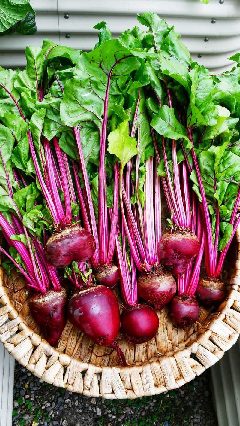 Beet Greens