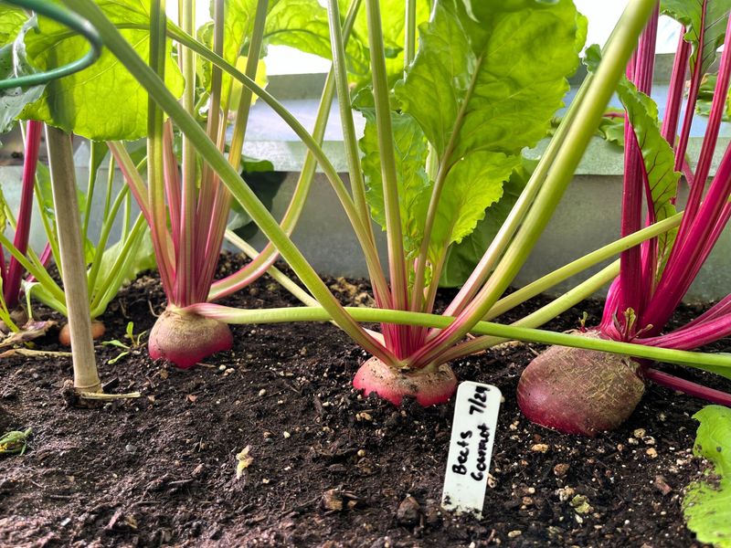 Beet Greens