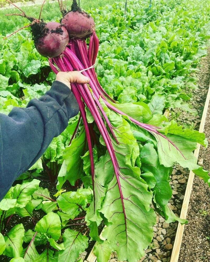 Beet Greens