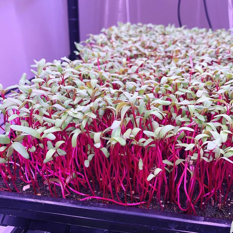 Beet Microgreens