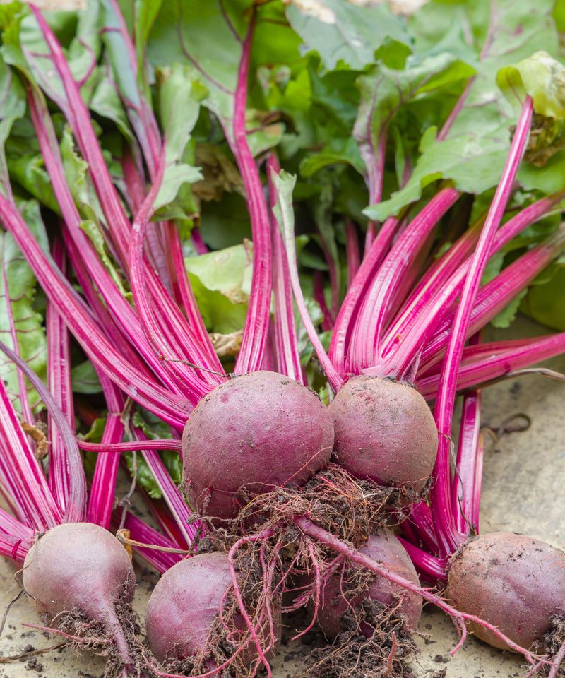 Beet Tops