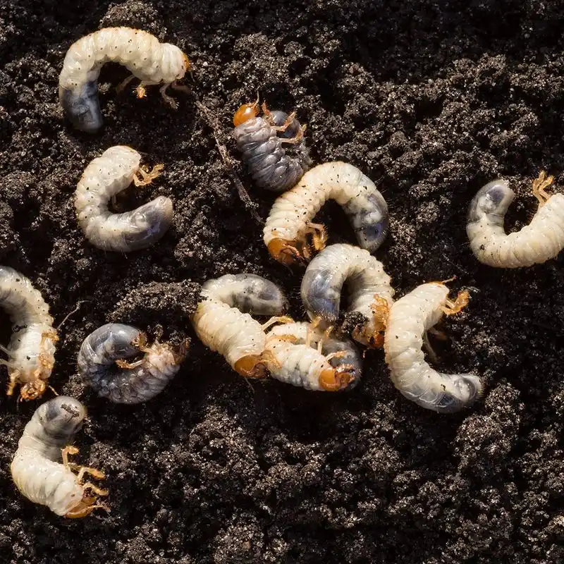 Beetle Larvae