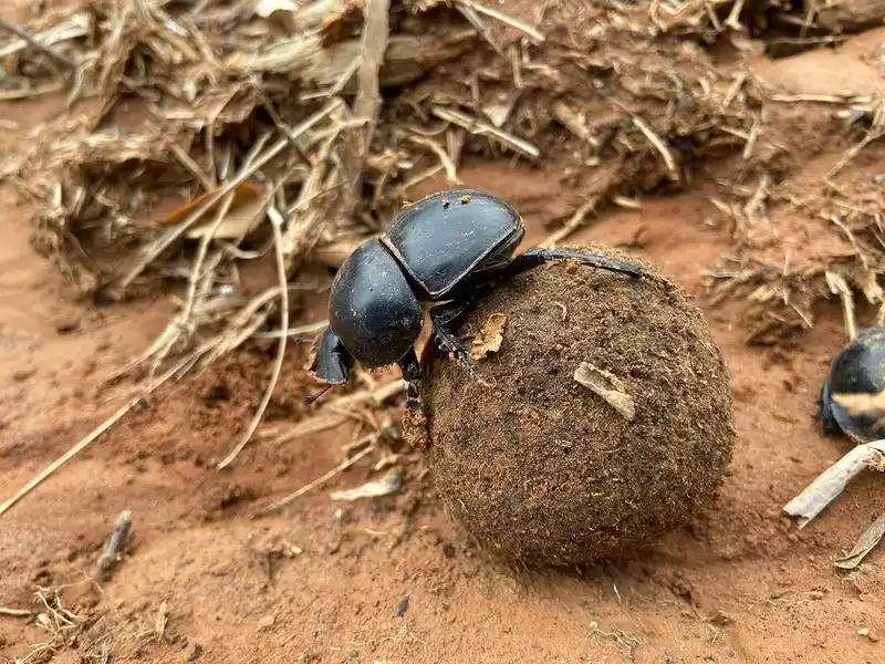 Beetles