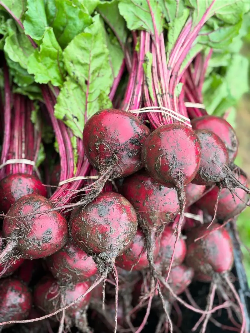 Beets