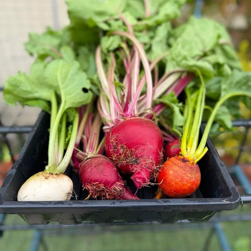 Beets