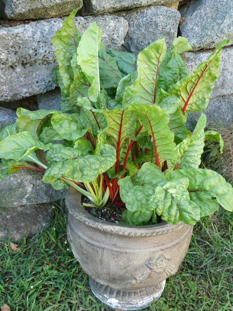 Chard