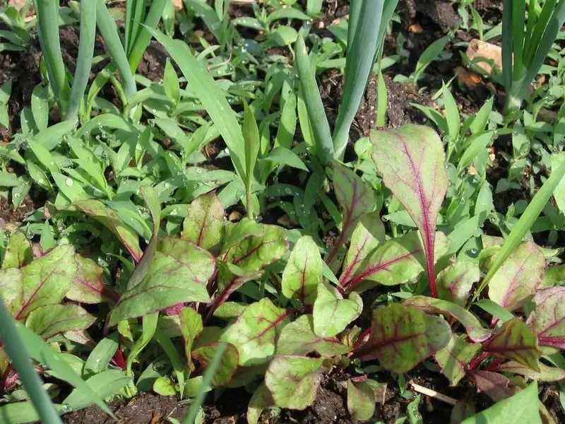 Beets and Onions