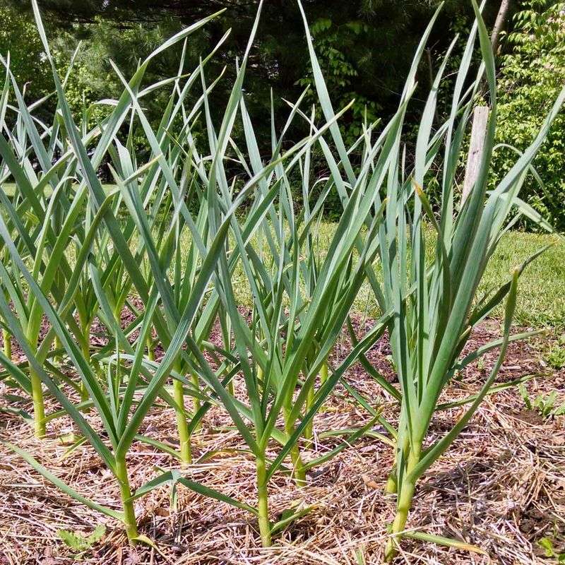 Garlic