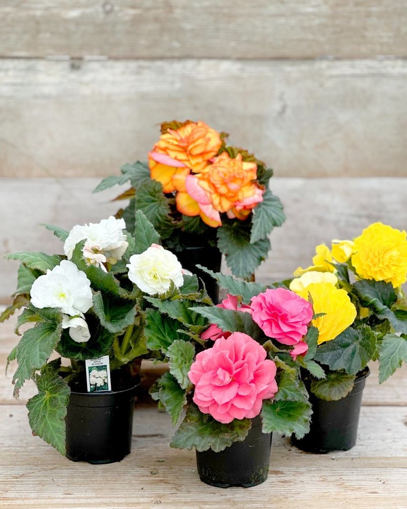 Begonia