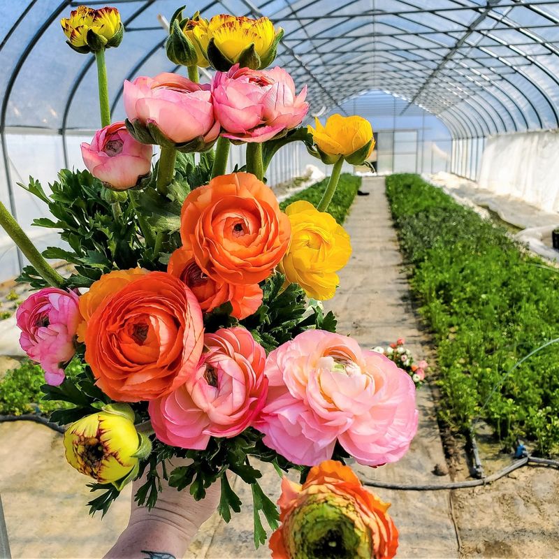 Ranunculus