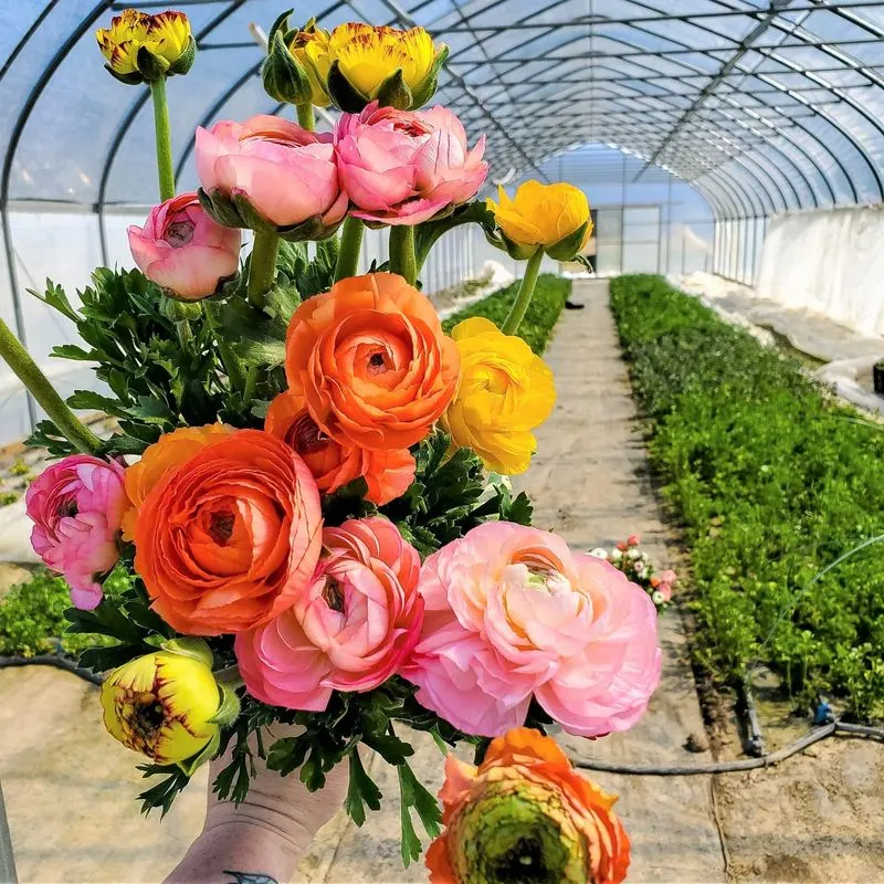 Ranunculus